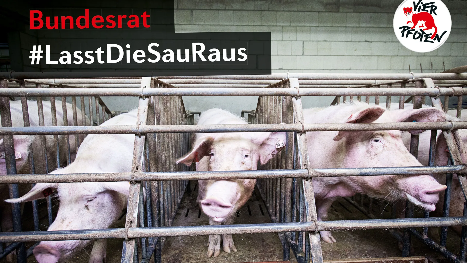 Kastenstand_Saeue__c__VIER_PFOTENFred_Dott